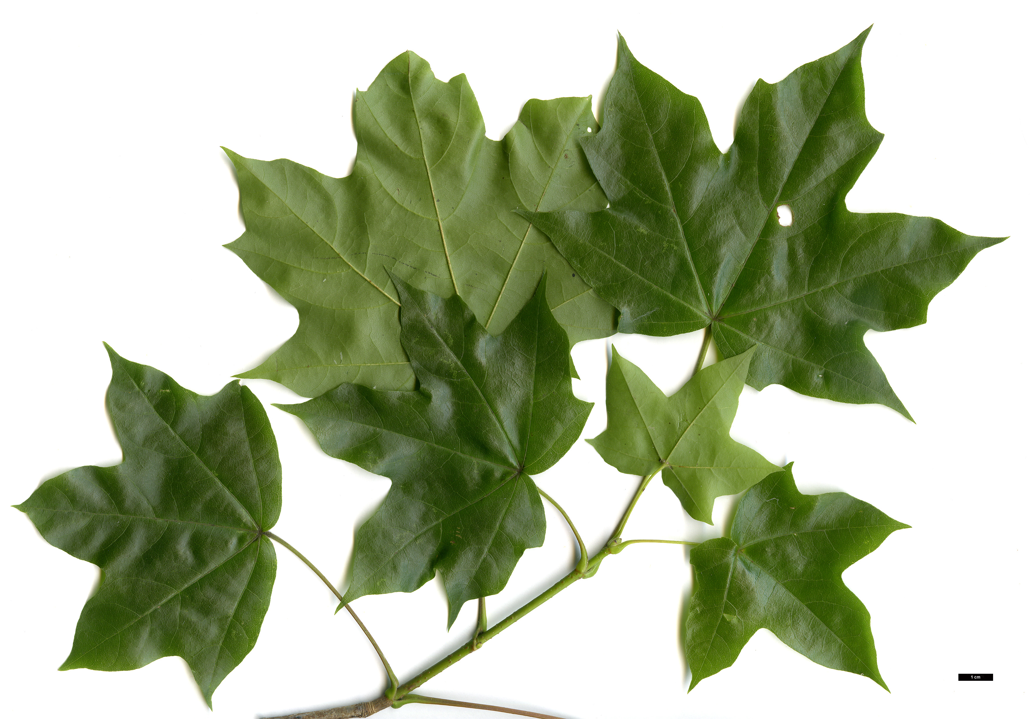 High resolution image: Family: Sapindaceae - Genus: Acer - Taxon: ×hillieri (A.cappadocicum × A.miyabei)